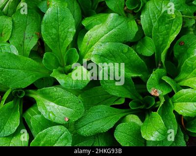 Nahaufnahme einer Menge Lammsalat (Valerianella locusta), mit Regentropfen, im November im Gemüsegarten, mit den Farben Grün und Dunkelgrün Stockfoto