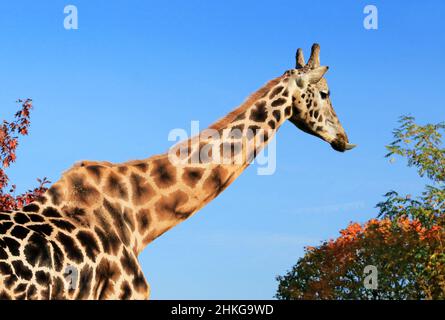 Kopf und Hals einer Giraffe auf blauem Himmel. Stockfoto