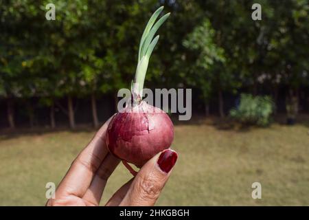 Weibchen halten keimende Zwiebel . lila Farbe Farbe Zwiebeln gekeimt gekeimt.Zwiebel Gemüse einzeln isoliert in der Natur Umwelt Bauernhof Feld outdo Stockfoto