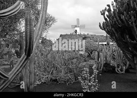 Jardin de Cactus, Kaktusgarten, entworfen von Cesar Manrique in Guatiza Stockfoto