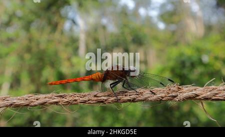 Eine orangefarbene Libelle auf einem Seil Stockfoto