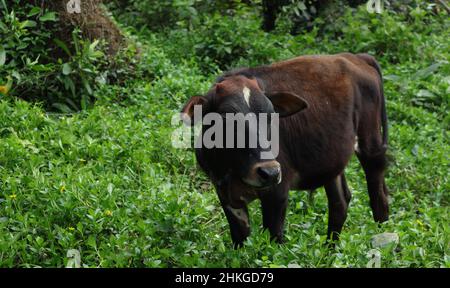 Ein kleines Kuhkalb, das auf etwas schaut, während es im Grasland steht Stockfoto