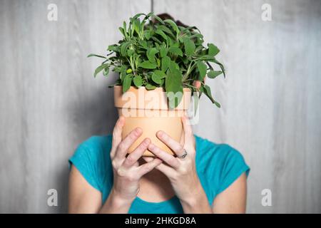 Frau, die einen Topf mit frischem Salbei hält Stockfoto