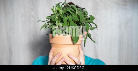 Frau, die einen Topf mit frischem Salbei hält Stockfoto