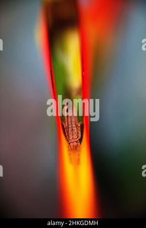 Makrobild eines kleinen Käfers, versteckt unter einer bunten Blume im Atitlan-See, Guatemala. Stockfoto