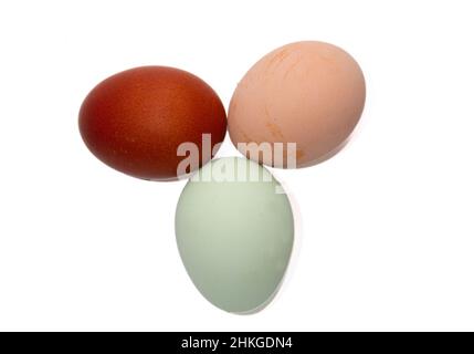 Drei Eier in verschiedenen Farben, die von drei Hühnertypen gelegt werden: Sussex, Marans und Araucona Stockfoto