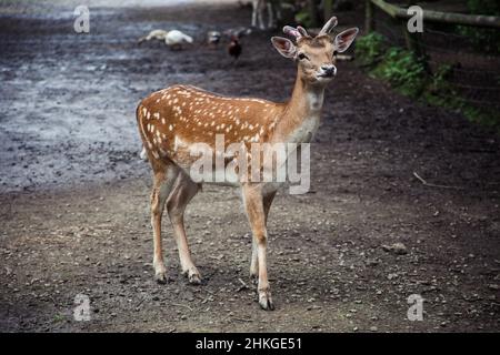 Brachhirse, der im Wald steht Stockfoto