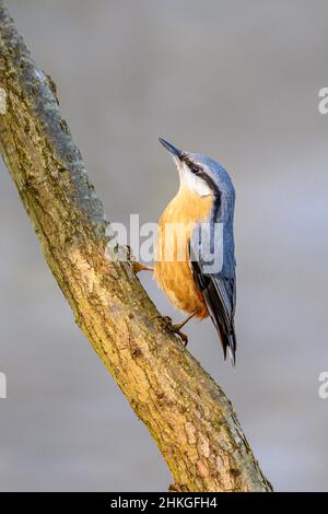 Der eurasische Nuthatch oder Holznuthatch (Sitta europaea) Ist ein kleiner Singvogel, der überall in der Paläarktis und gefunden wird In Europa Stockfoto