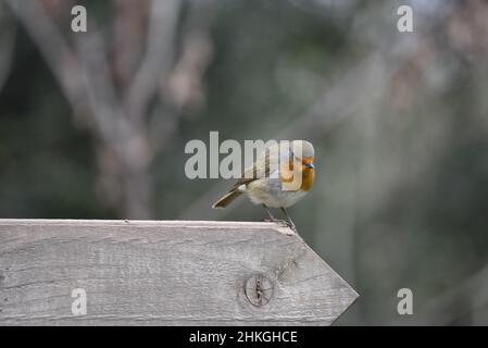 Ein Europäischer Robin (Erithacus rubeclula), der im Winter in England, Großbritannien, am Ende eines nach rechts zeigenden Holzpfeils mit Blick nach unten thront Stockfoto