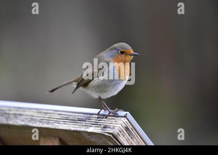 Nahaufnahme, rechtes Profilbild eines europäischen Robin (Erithacus rubecula), der auf einer horizontalen Holzpfosten auf einem schlichtem grauen Hintergrund in Jan UK thront Stockfoto