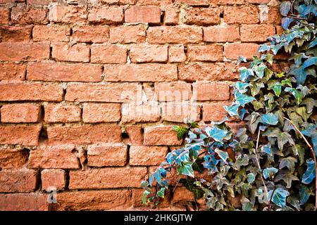 Alter oranger Ziegelstein verfallender Wandhintergrund mit Efeu-Rahmen, architektonisches Hintergrundkonzept Stockfoto