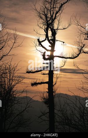 Silhouette einer trockenen Pflanze mit Ästen, die Formen zu zeichnen scheinen Stockfoto