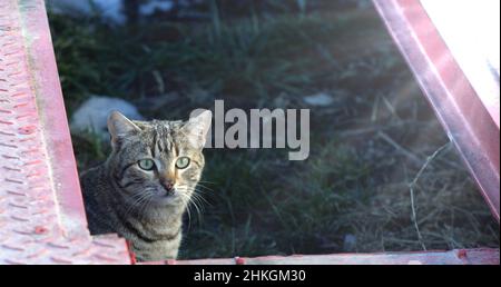 Gefleckte Straßenkatze Stray Katzenportrait. Stockfoto