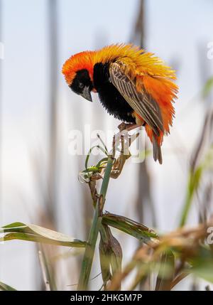 Southern Red Bishop, Pilanesberg National Park Stockfoto