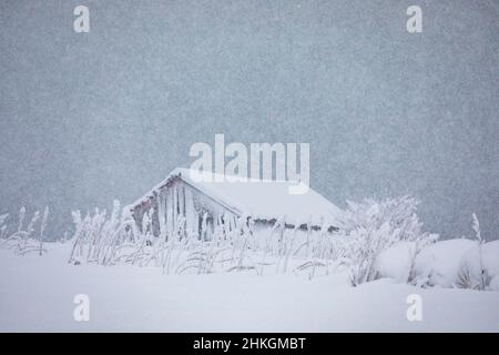 Norwegischer Schuppen im Schnee, verlassene Ruine, Lofoten-Inseln. Stockfoto