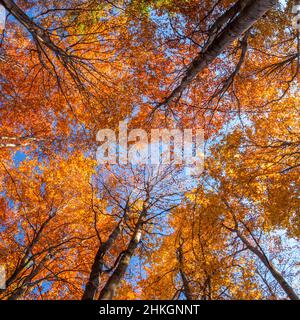 Baumkronen im Herbstthema Stockfoto