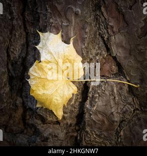Gelbes Ahornblatt, das im Herbst auf Baumrinde gefangen wird. Stockfoto