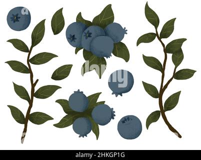 Blaubeere Illustration Set. Beeren mit Blättern. Botanische Kunst aus dem Wald Stockfoto