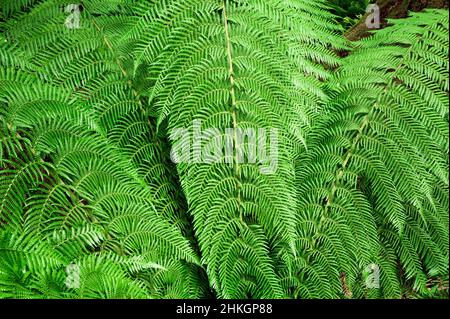 Üppig grüne Baumfarn-Blätter im Great Otway National Park. Stockfoto