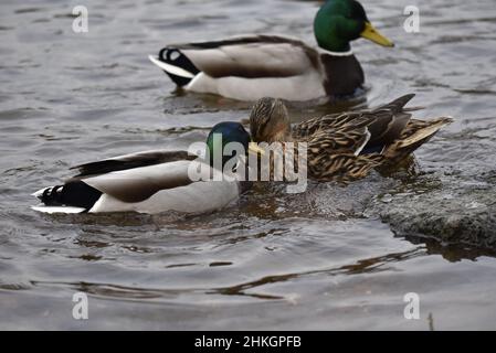 Zwei Mallard Ducks (Anas platyrhynchos), die im Winter auf einem Ripled Lake in England, Großbritannien, Courtship Verhalten durchführen Stockfoto