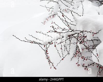 Japanischer Berberbusch im Winter, der seine Äste nach einem schweren Schneesturm -01 hochdrückte Stockfoto