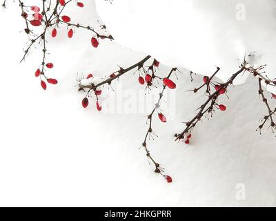 Japanischer Berberbusch im Winter, der seine Äste nach einem schweren Schneesturm -04 hochdrückte Stockfoto