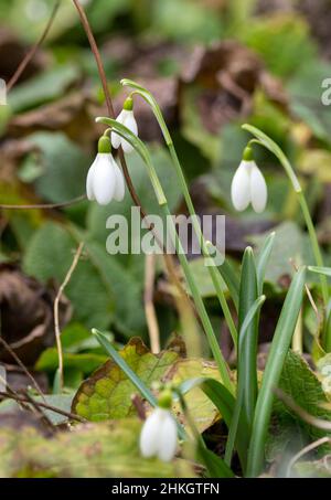 Schneeglöckchen (Galanthus nivalis) Frühlingsblume mit drei weißen hängenden Blütenblättern aus einstämmigem Stamm schmale grün graue Blätter sind basal Stockfoto