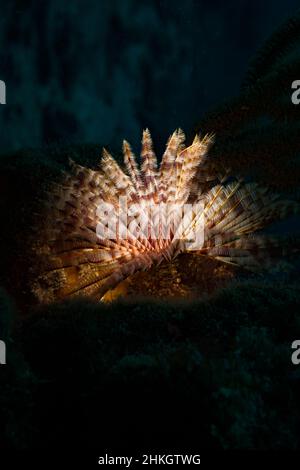 Der Federentwurm (Sabellastarte spectabilis) leuchtet das Riff vor der niederländischen Karibikinsel Sint Maarten auf Stockfoto