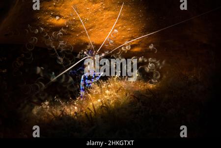 Pedersen Cleaner Shrimp (Periclimenes pedersoni) am Riff vor der Insel Sint Maarten, niederländische Karibik. Stockfoto