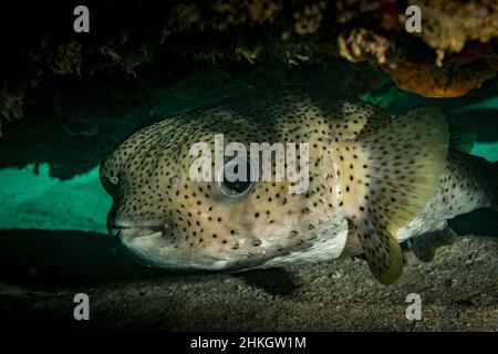 Der Ballonfisch (Diodon holocanthus) versteckt sich am Riff der karibischen Insel St. Maarten Stockfoto