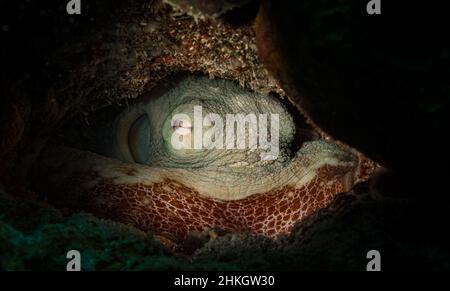 Der Tintenfisch (Octopus vulgaris) versteckt sich am Riff vor der Insel Sint Maarten in der niederländischen Karibik. Stockfoto