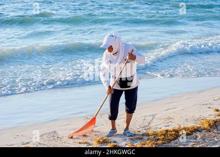 Mexikanerin putzt den Strand mit Rake aus sargasso, Playa del Carmen, Mexiko Stockfoto
