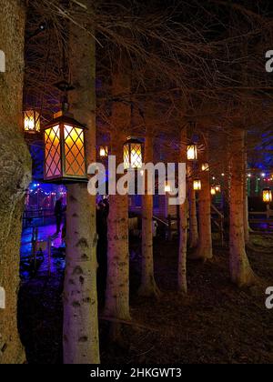 Eine nächtliche Ansicht eines beleuchteten Waldgebiets mit Weihnachtslichtern und Weihnachtsdekorationen im Dalkeith Country Park in Schottland. Stockfoto