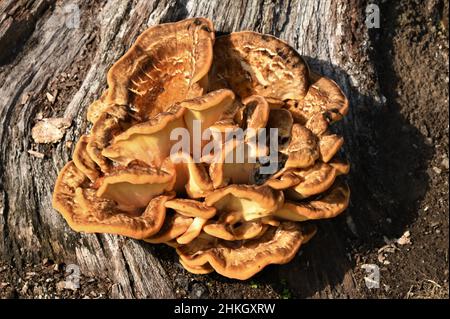 Ein Blick auf einen großen Pilz auf einem faulen Baumstumpf in einem Wildpark. Stockfoto
