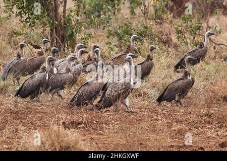 Rüppellgeier-Schwarm, Gyps rueppelli, im Meru-Nationalpark in Kenia. Stockfoto