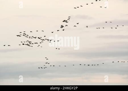 Skeins von pinkfarbenen Gänsen, Anser brachyrhynchus, fliegen über die Wash bei Snettisham in Norfolk. Stockfoto