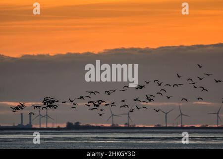 Pinkfarbene Gänse, Anser brachyrhynchus, fliegen über die Wash, um bei Sonnenuntergang zu brüten. Sutton Bridge Power Station und Gedney Marsh Windpark im Hintergrund. Stockfoto