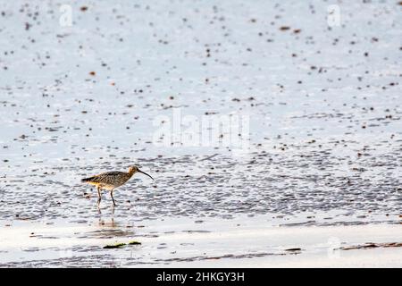 Ein Curlew, Numenius arquata, steht auf Watts in der Wash. Stockfoto