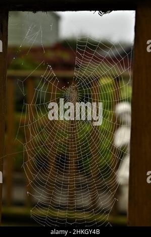 Nahaufnahme eines taubedeckten Spinnennetzes, das sich zwischen Spindeln auf einem Außenzaun drehte Stockfoto