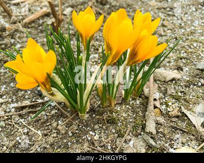 Erste Frühlingsblumen Krokusse auf noch gefrorenem Boden. Foto Stockfoto