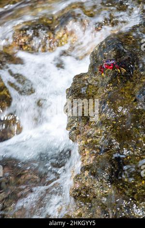 Ein roter Rock Crab sitzen in der Brandung an der Playa de La Salemera mit hohen Wellen im Osten von La Palma, Spanien in der Nähe von Mazo Stockfoto