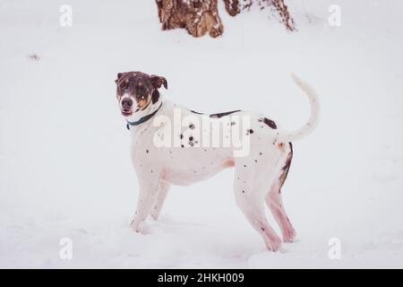 Hunde fallen zuerst großer Schnee Stockfoto