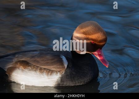 Nahaufnahme einer männlichen, rot-crested pochard Ente, die schwül Stockfoto