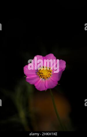 Nahaufnahme einer kosmischen Blume mit dunklem Hintergrund Stockfoto