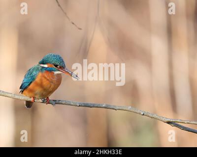 Eisvogel, Eisvogel, Alcedo atthis, Weibchen Stockfoto