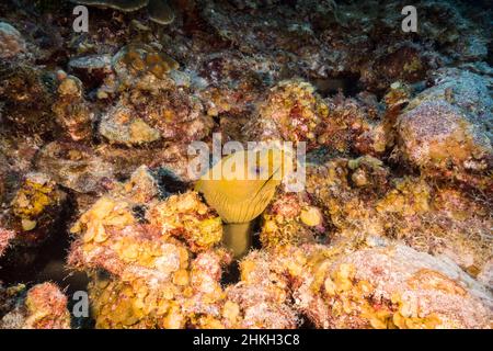 Seascape mit Green Moray Eel in Korallenriff des Karibischen Meeres, Curacao Stockfoto