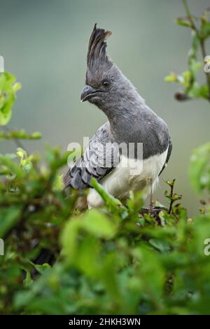 Weißbauchiger Go-Away-Vogel - Crinifer leucogaster, schöner Vogel aus afrikanischen Büschen und Savannen, Tsavo West, Kenia. Stockfoto