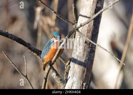 Eisvogel, Eisvogel, Alcedo atthis, weiblich, sitzt auf einem Zweig in der Natur Stockfoto