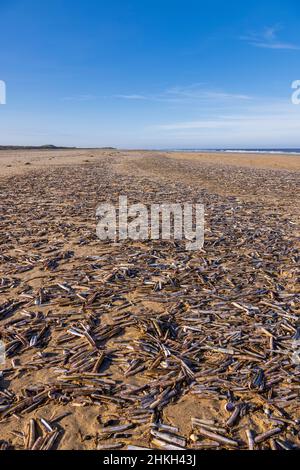 Rasurshells am Holkham Beach an der North Norfolk Coast, England Stockfoto