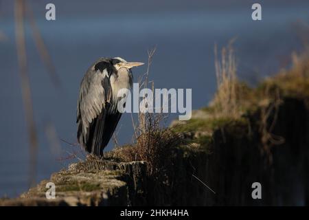 Graureiher, Graureiher, Ardea cinerea, ruhend Stockfoto